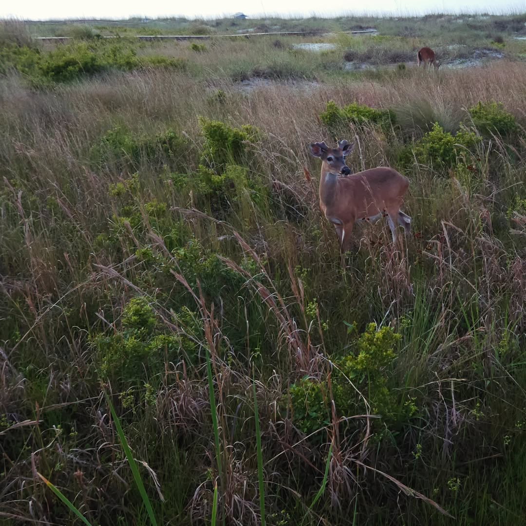 A deer standing in grassy sand dunes.