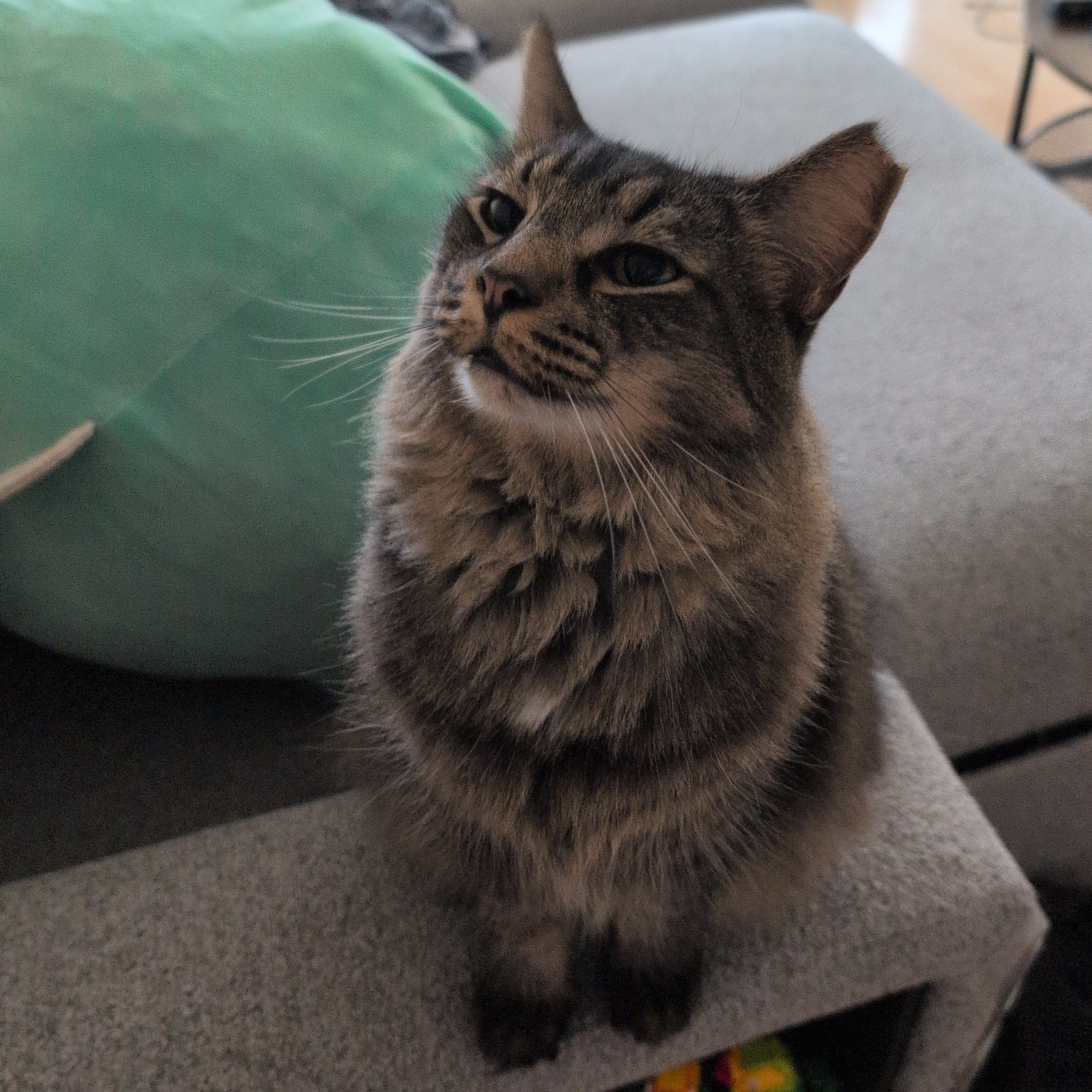 a smug looking cat